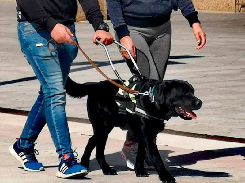 instruccion para perros con asistencia