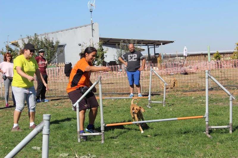 Perro saltando una valla durante una prueba de rampa durante un curso Curso de Agility REC