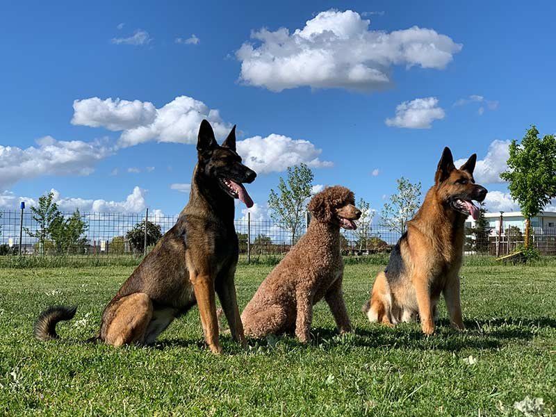 Adiestramiento privado