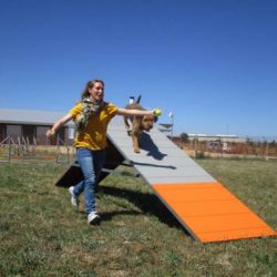 Perro realizando una prueba de rampa durante un curso Curso de Agility REC