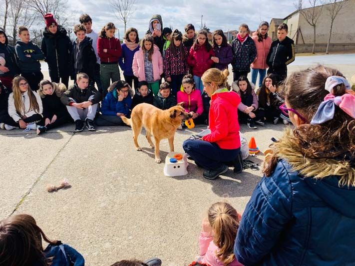 Proyectos sociales con perros