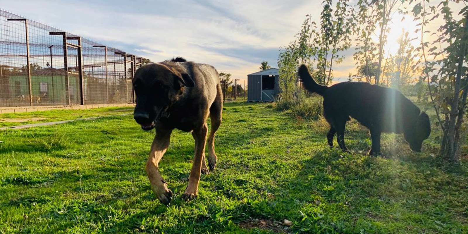 Somos la residencia canina en Salamanca líder en el cuidado de tu perro