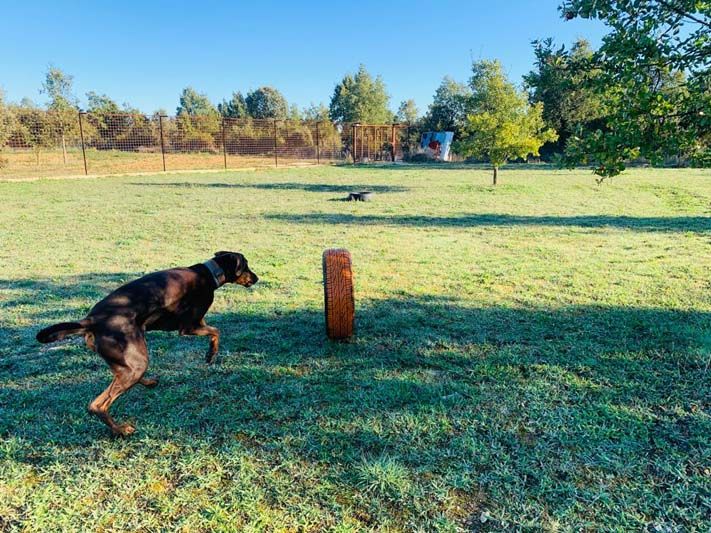 Residencia canina