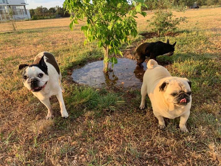 Residencia canina