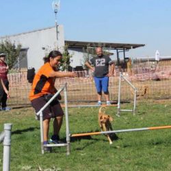 Perro saltando una valla durante una prueba de rampa durante un curso Curso de Agility REC