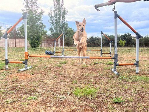 Agility en Topas Salamanca