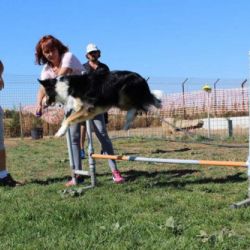 Perro saltando una valla durante una prueba de rampa durante un curso Curso de Agility REC