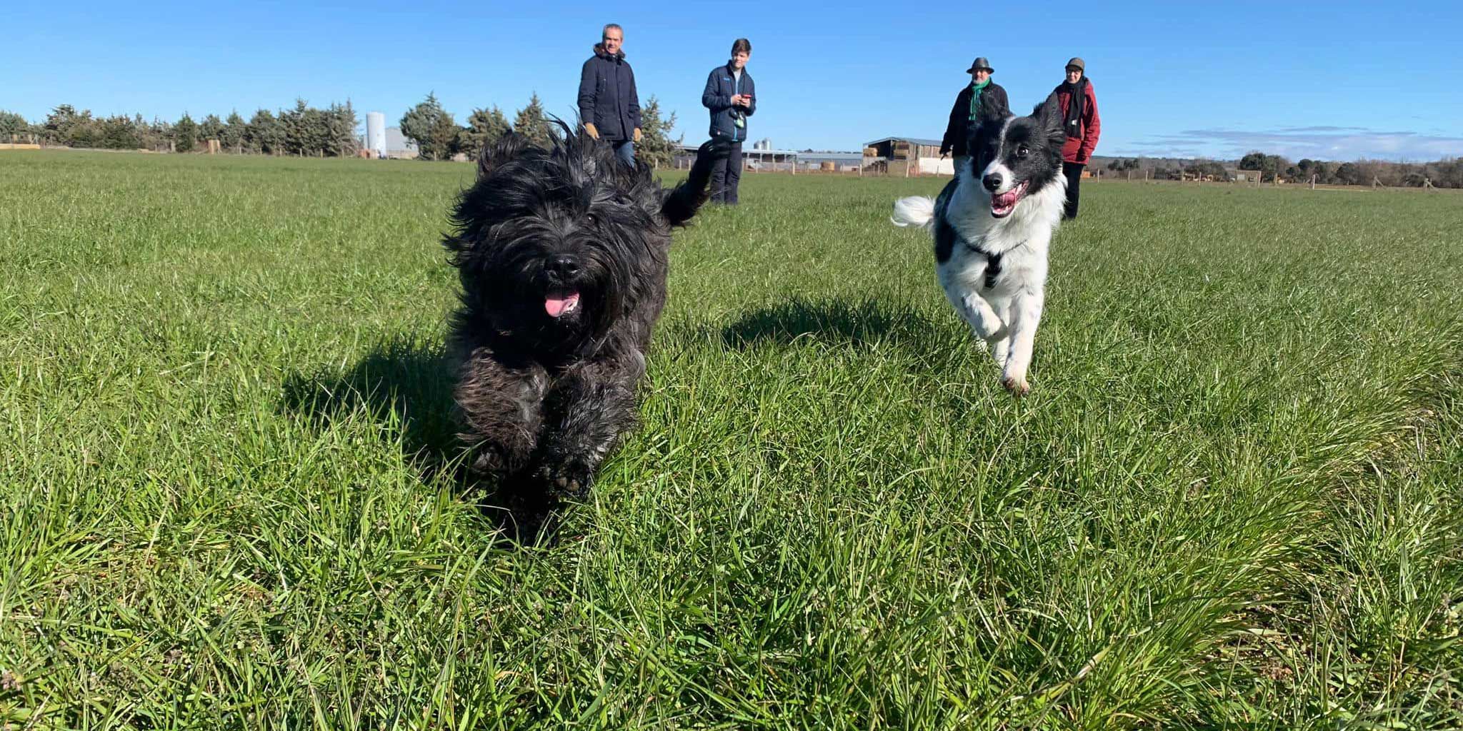 Somos la residencia canina en Salamanca líder en el cuidado de tu perro