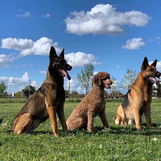 Adiestramiento privado