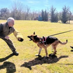 Instrucción canina en operaciones de seguridad y protección civil   SEAD0512
