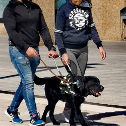 Instrucción de perros de asistencia   SSCI0112