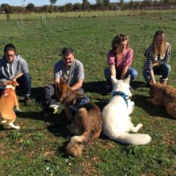 4 personas acariciando a sus perros