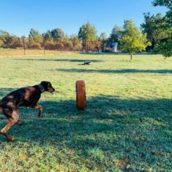 Residencia canina