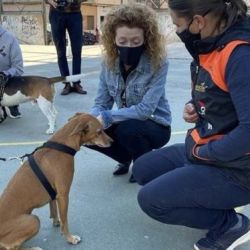 Proyectos sociales con perros
