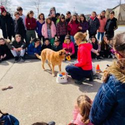 Proyectos sociales con perros