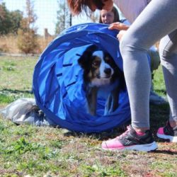 Perro accediendo a un tunel durante una prueba de rampa durante un curso Curso de Agility REC