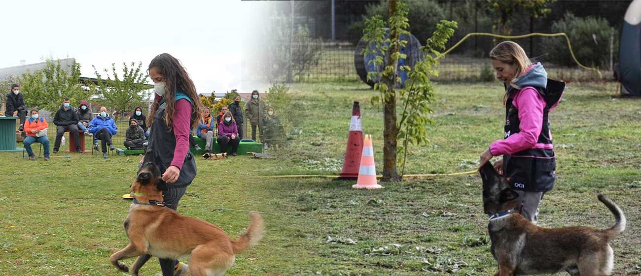 Certificados profesionales de adiestramiento canino