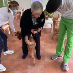 Proyectos sociales con perros