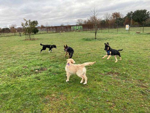 Educación perros jóvenes