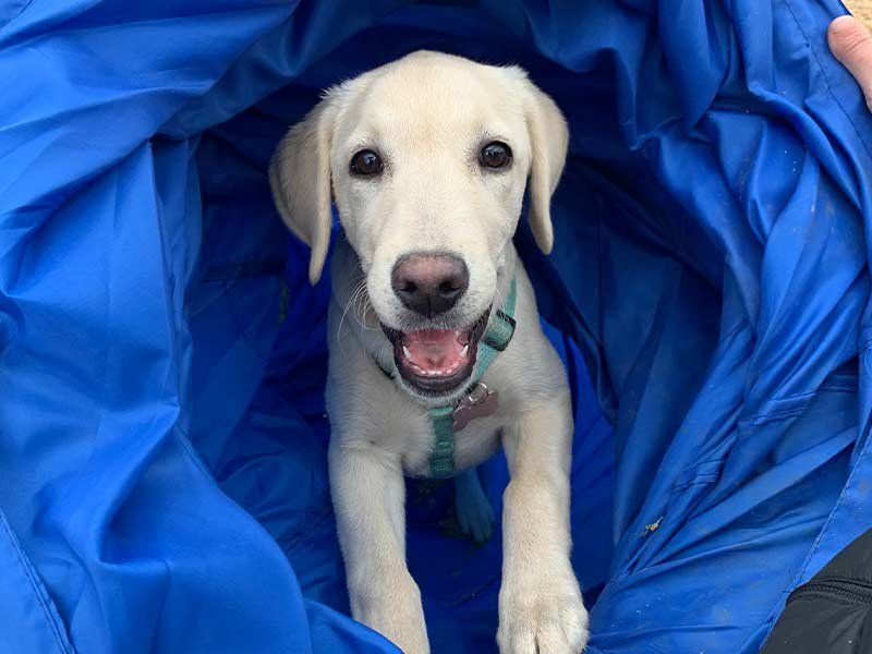 Perros jóvenes Perros jóvenes