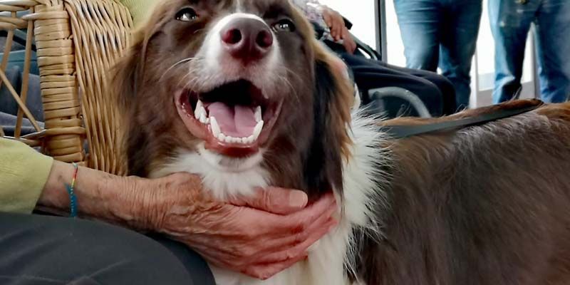 Proyectos sociales con perros