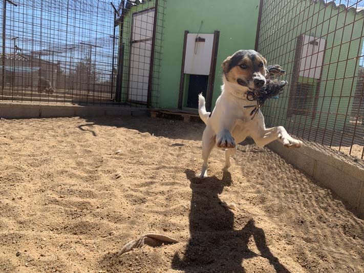 Residencia canina