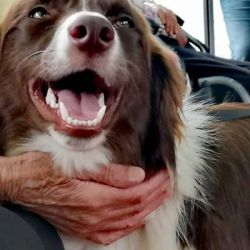 Proyectos sociales con perros