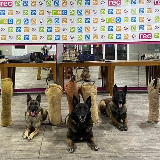 Instrucción canina en operaciones de segurida