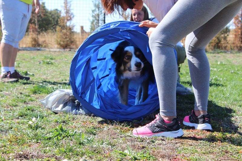Perro accediendo a un tunel durante una prueba de rampa durante un curso Curso de Agility REC