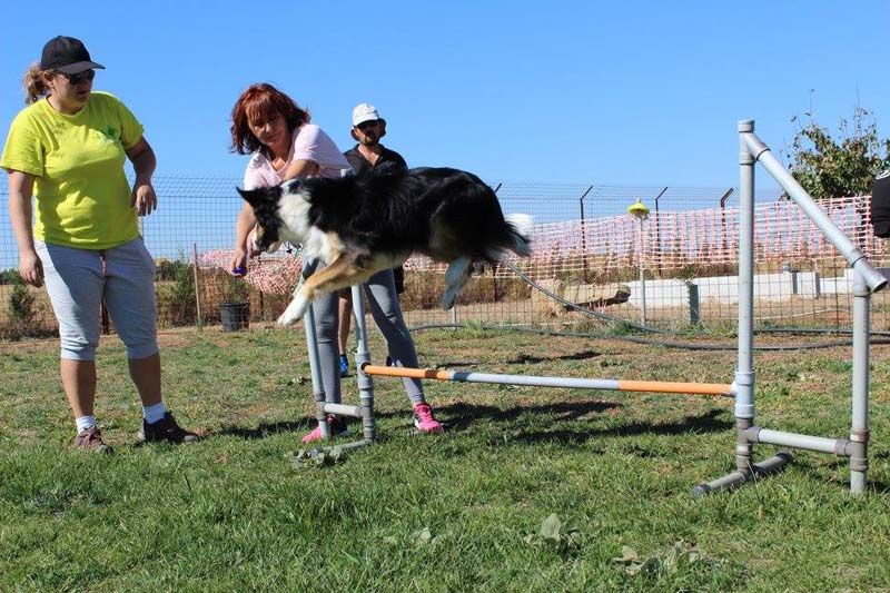 Perro saltando una valla durante una prueba de rampa durante un curso Curso de Agility REC
