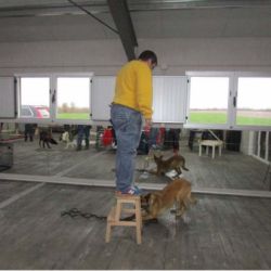 Perro durante una clase particular de formación