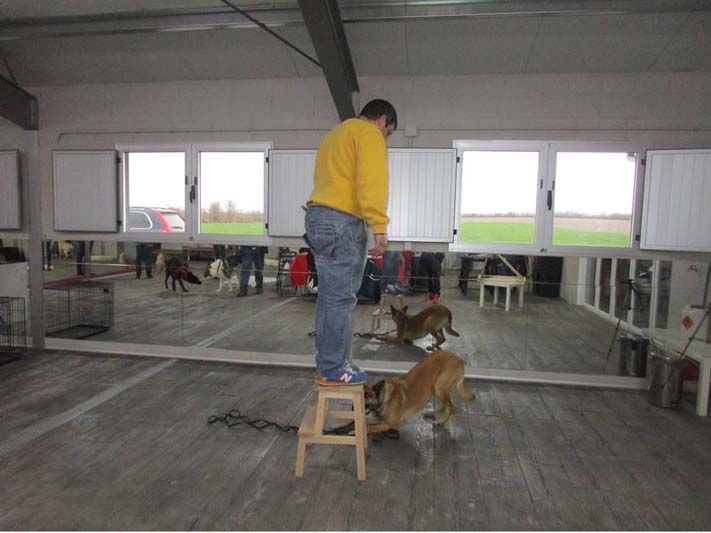 Perro durante una clase particular de formación