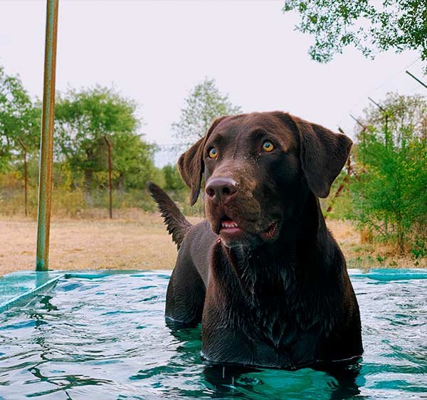 residencia canina en Salamanca