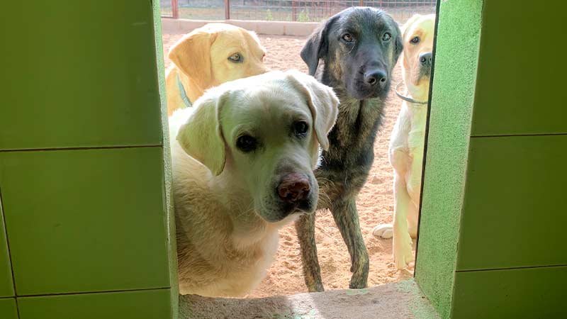 Residencia canina Salamanca