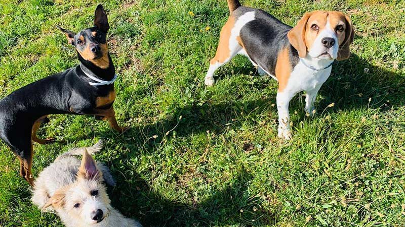 Guardería canina Salamanca