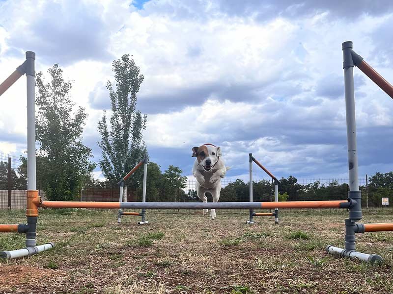 agility-salamanca.jpg