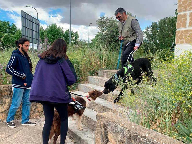 Perros de asistencia