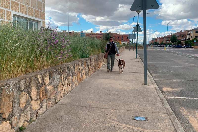 Perros de asistencia Perros de asistencia