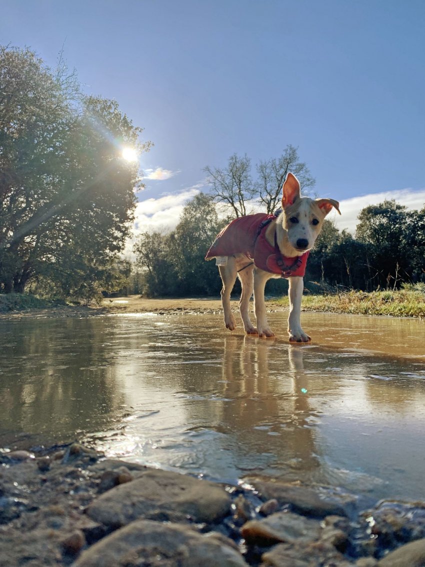 Los mejores cursos de educación canina.jpg